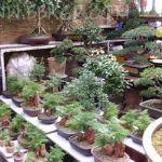 西三教花卉市場