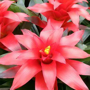 長安月豪花卉經銷處