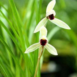 怎么才能養(yǎng)好蘭花？需要做到哪些準(zhǔn)備？