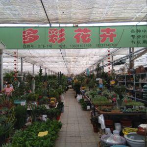肖家營多彩花卉